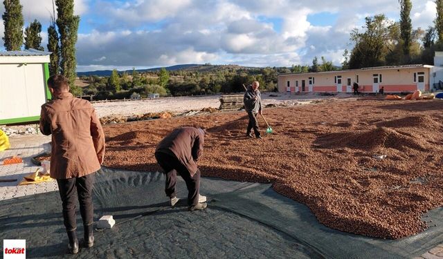 Ordulu üretici fındığını Tokat güneşinde kurutuyor