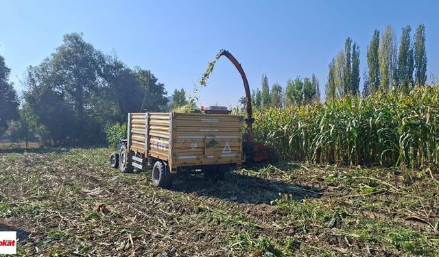 Tokat'ta Denendi 1600 Kg Tohum Kullanıldı 8000 Kg Verim Alandı Sonuç Gayet Başarılı Oldu Tamamı Yerliden Oluştu