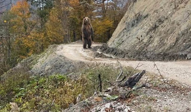 Tokat Ve Ordu İçin Çok Önemli Bir Uyarı Yapıldı Boyları 2 Metreden Fazla İri Gövdeleriyle Dikkat Çekiyor