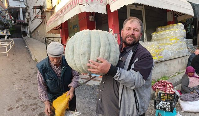 Tokat’ta Tarlasında Yetiştirdi Pazara Getirdi 57 Kiloluk Devi Görenler İnanamadı