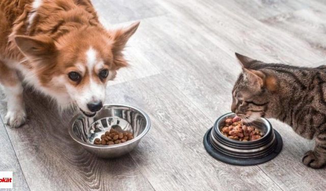 Kedi ve Köpek Maması Satın Alınacak