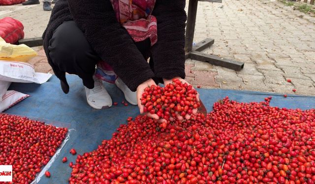 Tokat'ta kuşburnu bereketi fiyatları yarıya düşürdü