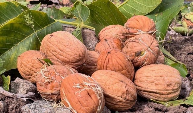 Niksar’da Yetişiyor Cevizleri Kalp Şeklinde Bu Köy Kendi Markasını Oluşturmak İstiyor