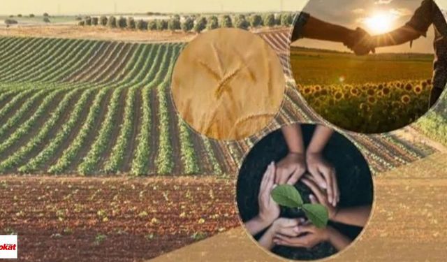 Tokat’ta 4 Birlik 1. Derece Oldu Buzağı Başına 400 TL Kuzu ve Oğlağa 86 TL Destek Verilecek