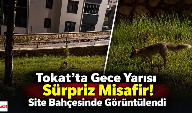 Tokat’ta Gece Yarısı Sürpriz Misafir! Site Bahçesinde Görüntülendi