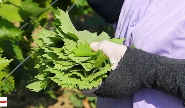 Tokat’ın Yaprağı Avrupa’yı Sardı! İhracatta Dikkat Çeken Başarı