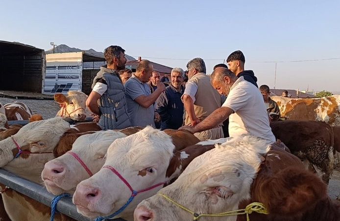 Besiciler Uyardı: Hayvan Alacaklar Acele Etsin! Fiyatlar Dip Seviyede