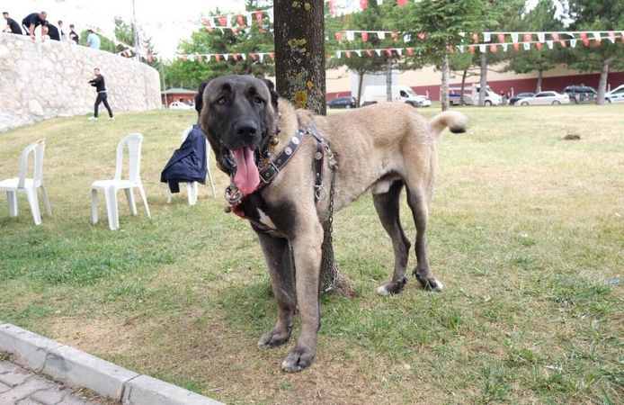 Tokat'ın Türk Çoban Köpekleri Çorum'da Görücüye Çıktı