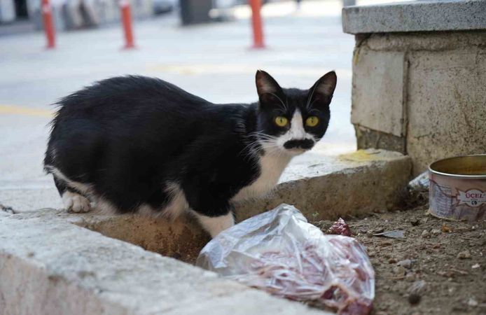 Bıyıklarıyla ünlenen sokak kedisi: 'Pala Remzi'