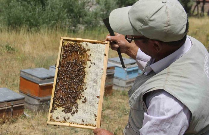 Tescilli Zara Balı sağımı başladı