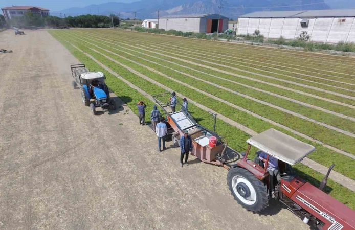 Üzüm üreticisi dertli: Ürün çok, kalite düşük