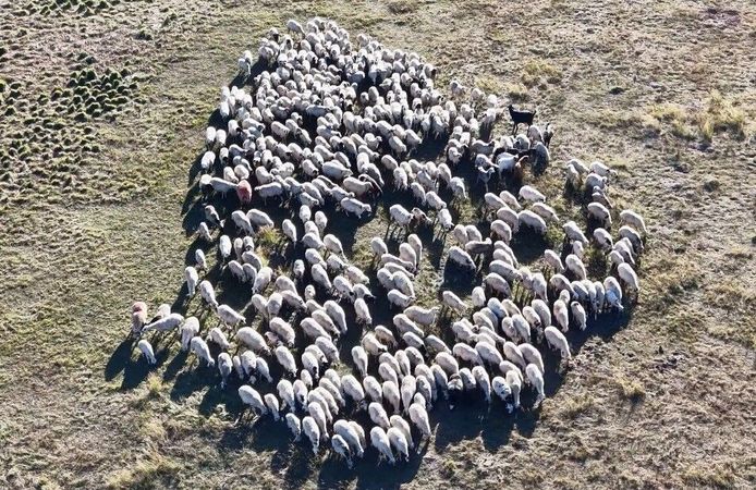 150 bin lira maaşa rağmen çoban bulamıyorlar