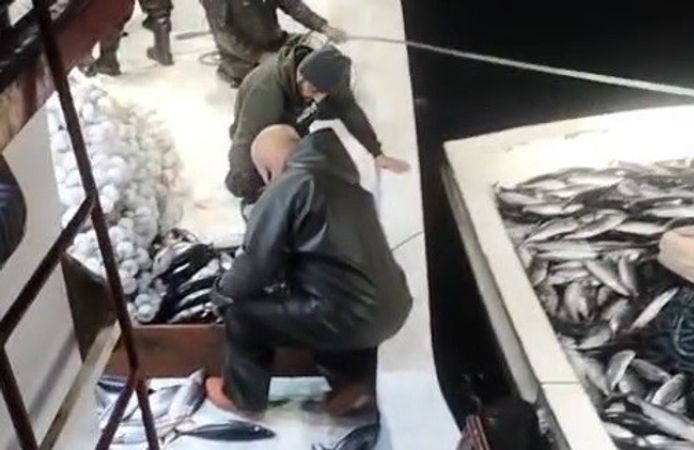 Binlerce palamut tekneden taştı, yardıma başka tekne geldi