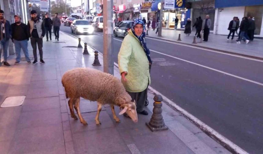 Kızı gibi baktığı koyunu ile caddelerde geziyor
