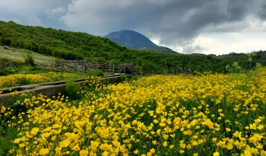 Tokat'ın Yayla Cenneti: Çiçeklerle Bezeli Çatak Yaylası