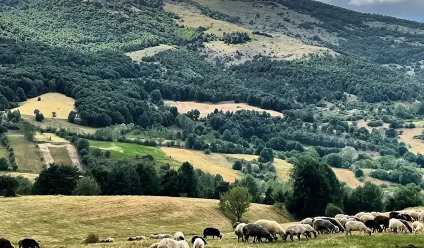 Bu yaylalar arasında ise özellikle ilkbaharın müjdecisi Çatak Yaylası, ziyaretçilerini büyüleyici bir manzara ile karşılıyor.