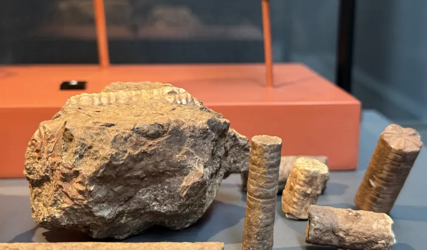 Samsun'un fosil açısından zengin bir bölge olduğunu vurgulayan Akyüz, "Bu deniz canlılarının fosillerini Ladik'te bulduk. Günümüzdeki Ladik'in bir zamanlar okyanus tabanı olduğunu düşünün. Bu, çok uzun bir süreç. Zamanla denizin çekilmesiyle karalar oluşmuş. Karadeniz'in oluşmasıyla dağlar ve tepeler oluşmuş." diye konuştu.