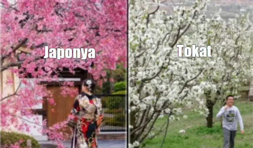Japonya Sakura ile Dünya Sahnesinde; Tokat Sakura Bahçeleri Keşif Bekliyor