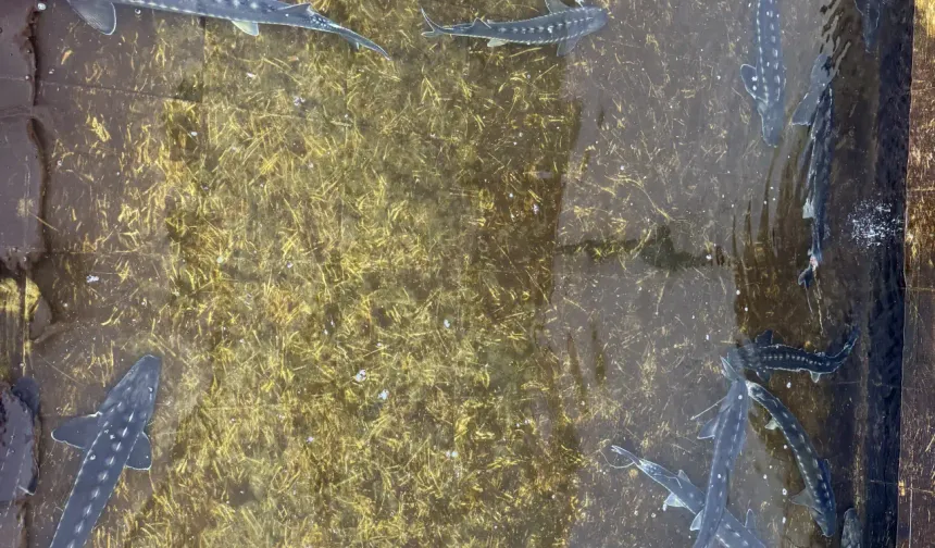 Geçen yıl 5 milyon 240 bin yavru sazan üretilen, 109 sivriburun (Acipencer stellatus) ve 69 karaca (Acipencer queldenstaedtii) türünde mersin balığına ev sahipliği yapan tesiste, koruma altındaki tatlı su balığı mersinin 55 bin yavrusu yumurtadan çıktı.