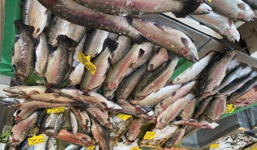 Karadeniz alası somon balığının fiyatı düştü