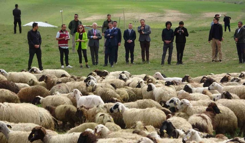 Koyunlarla kuzuların renkli buluşması