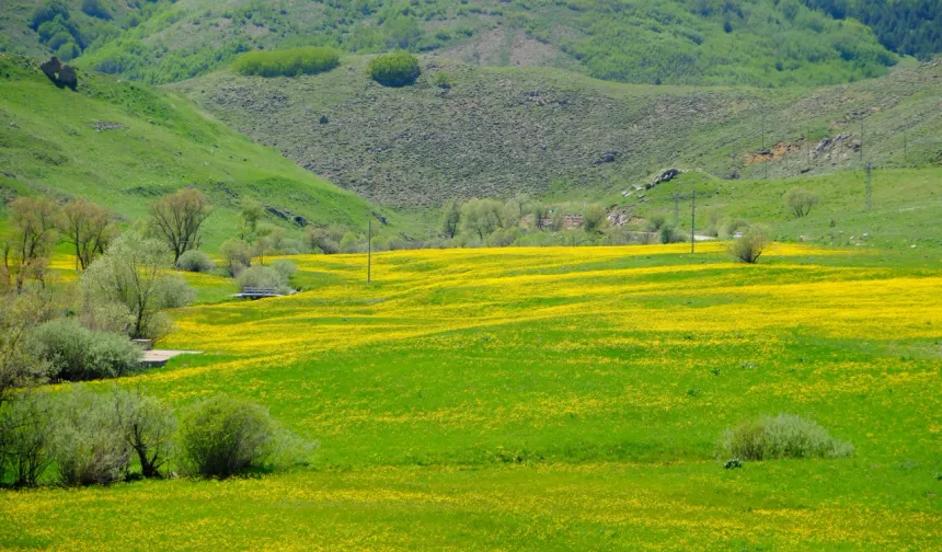 Bu vadi ise yılın bu mevsiminde kilometrelerce uzunluktaki alanı kaplayan sarı çiçeklerle adeta bir doğa cennetine dönüşüyor. Vadideki çiçeklerin açmasıyla birlikte bölge hem yerli hem de yabancı doğa severlerin ve fotoğrafçıların ilgisini çekiyor.