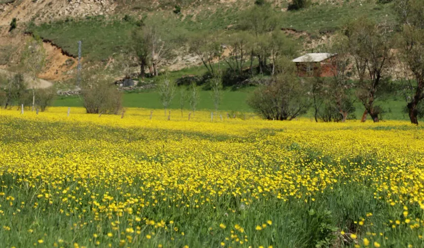 Denizden 2 bin 80 metre yükseklikte bulunan köy, bu çiçeklerin yalnızca 20 gün boyunca açtığı kısa ama büyüleyici bir dönemi yaşıyor.