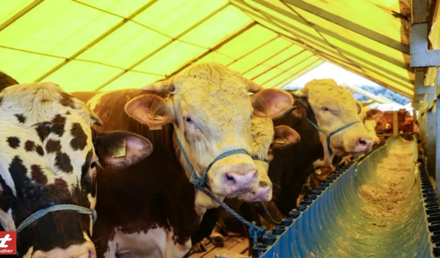 Tokat'ta Kilosuna Göre Kurbanlık Hisse Fiyatları Açıklandı: 21 Bin TL'den Başlıyor