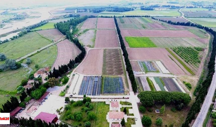 Türkiye'nin en büyük fidan üretim merkezlerinden biri olan Samsun Orman Fidanlık Müdürlüğü, kendisine bağlı Bafra, Vezirköprü, Çorum, Amasya, Tokat şeflikleriyle birlikte yılda 10 milyon fidan üretiyor. Ağaçlandırma ve Toprak Muhafaza Projesi çerçevesinde fidan üretimi ve bakım çalışmaları devam ediyor. 2024 yılında Samsun, Bafra ve Vezirköprü fidanlıklarında 1 milyon 850 bin fidan üretimi yapıldı. 2 milyon fidanın ise bakımı yapıldı. Bu işleme 4 milyon 173 bin TL harcadı. Ayrıca Samsun'daki şefliklerde 2 ton tohum üretimi gerçekleştirildi.
