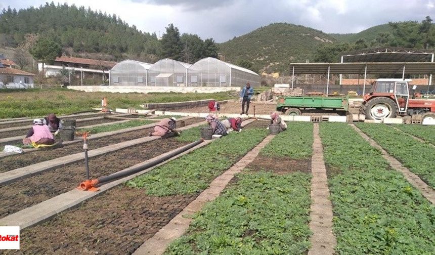 Orman köylülerinin gelirini artıracak projeler
Orman köylülerin kalkındırılması ve destekleme projesi çerçevesinde 3 milyon 598 bin ödeneği olan süt sığırcılığı projesinde gerçekleşme yüzde 38, 4 milyon 200 bin ödeneği olan üretim geliştirme projesinin gerçekleşmesi yüzde 67, 960 bin TL ödeneği olan arıcılık projesinin gerçekleşmesi yüzde 100, 2 milyon 800 bin ödeneği olan tambur projesinin gerçekleşmesi ise yüzde 45.