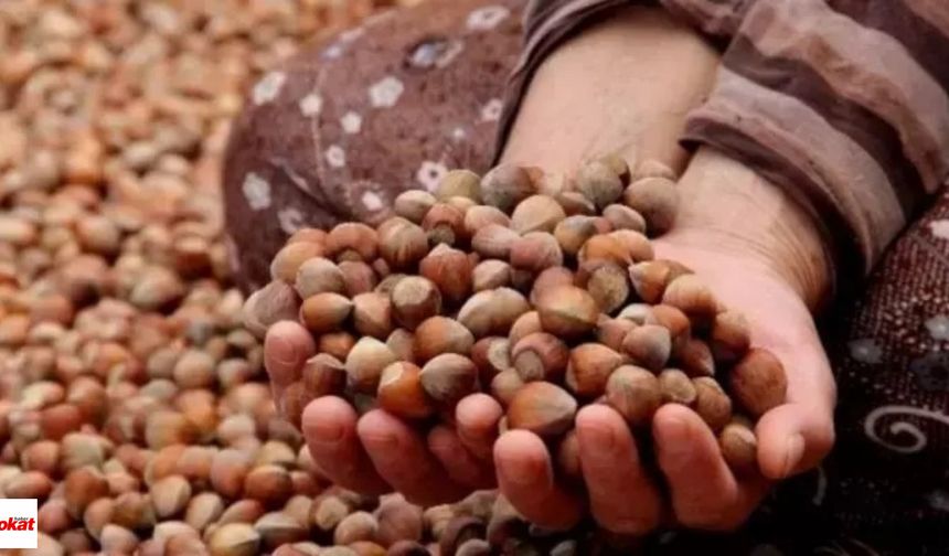 Fındık İhracatında Türkiye'nin Yüzü Güldü