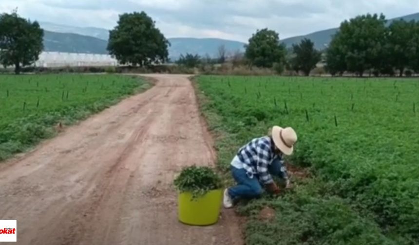 Semiz Otlarını Topladı, Pazarda Ücretsiz Dağıttı