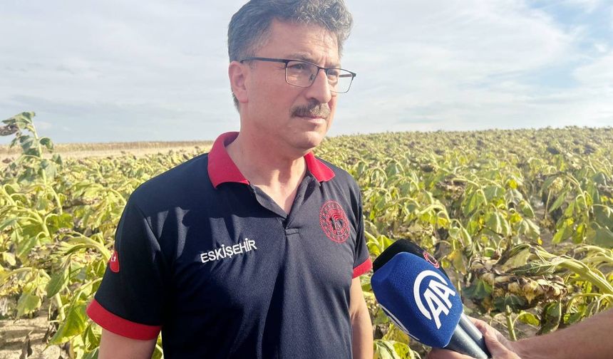 Eskişehir'in Çifteler ilçesindeki ayçiçek tarlasında 20 metrelik dev obruk oluştu.