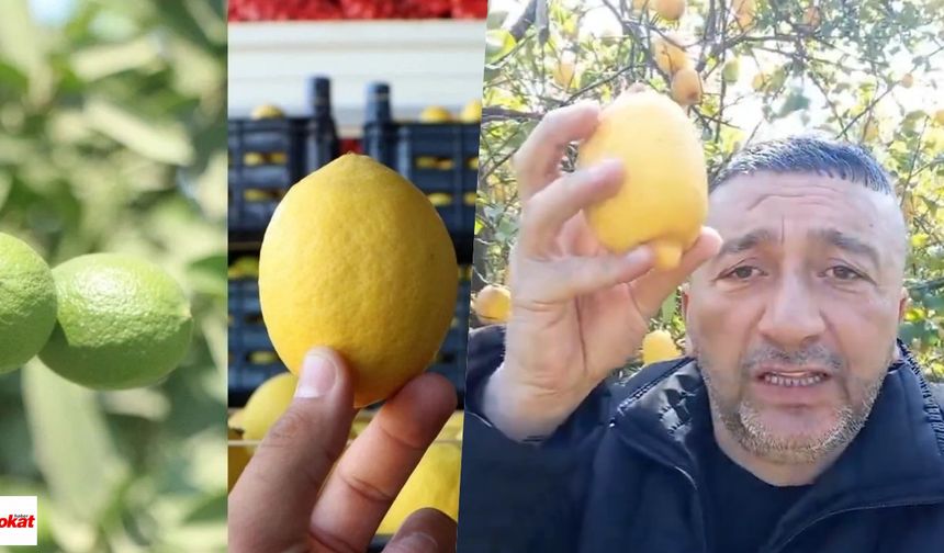 Tokat’ta Limon Krizi: Rekolte Yüzde 40 Azaldı, Fiyatlar 150'ye Dayandı!