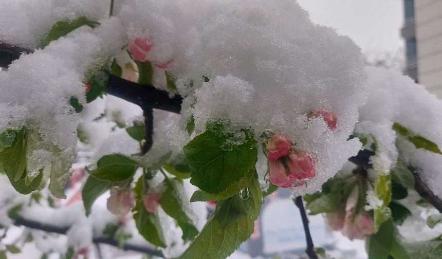 Amasya'da çiçek açan meyve ağaçları kar altında kaldı