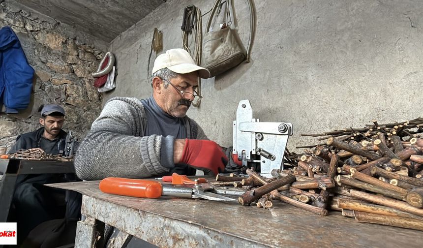 Turhal ilçesine bağlı Çarıksız köyünde, dededen kalma fide üretimi sürdürülüyor. Köyde uzun yıllardır meyve fidanı üretimi yapan Osman Şavkın ve ailesi, bu yıl da kente özgü narenciye üzümünün fidan aşılama çalışmalarına başladı. Toplam 300 bin fidan kapasitesine sahip tesiste, Amerikan anacı üzerine Tokat narenciye üzümü aşılanıyor.