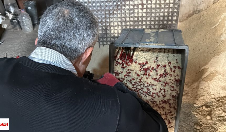 Aşılama işlemleri özel makinelerde gerçekleştirilirken, fidanlar daha sonra talaşla kaplanarak 27 derece sıcaklık ve yüzde 80 nem oranına sahip özel olarak ayarlanan depolarda 21 gün bekletiliyor.