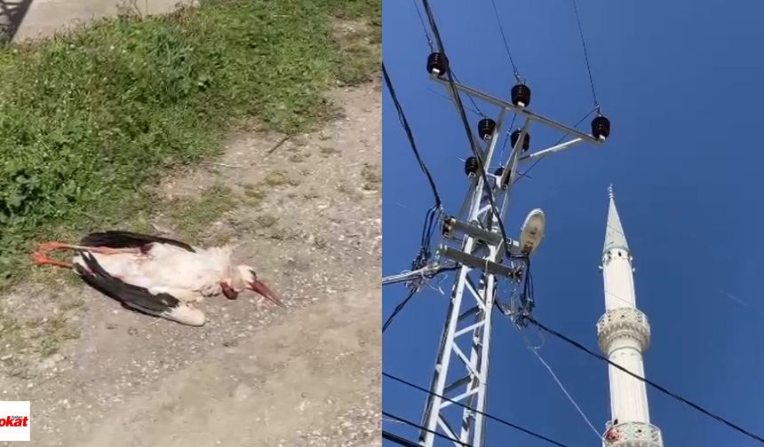 Turhal’da Elektrik Telleri Can Aldı, Yavruları Sahipsiz Kaldı!