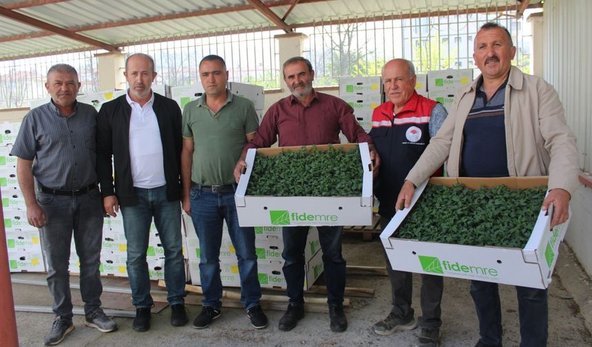 Tokat'ta çiftçilere 49 bin yerli sebze dağıtıldı