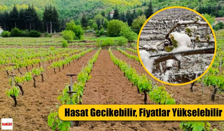 Erbaa’nın Ünlü Salamura Yaprağı Tehlikede: Don Felaketi Üretimi Vurdu