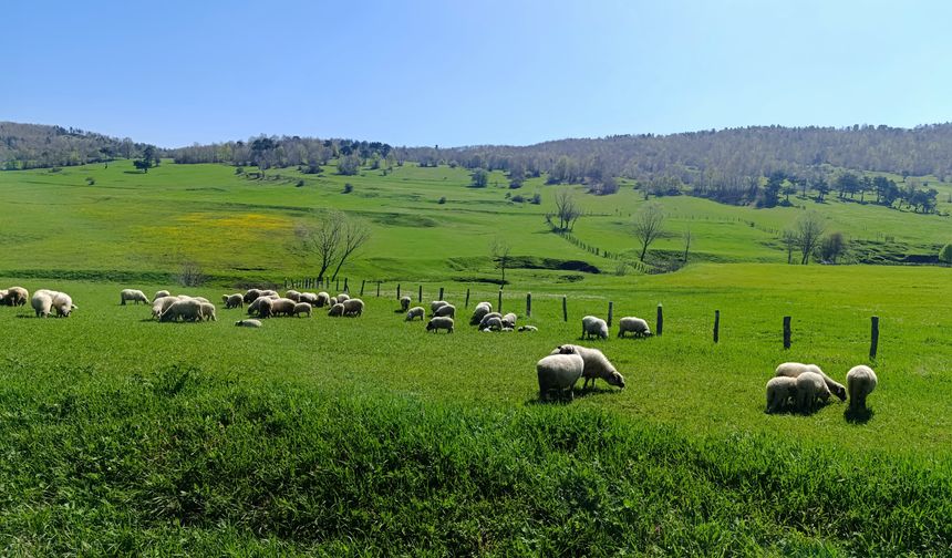 Tokat'ta İsviçre Yaylaları Gibi Koyunlar Yemyeşil Meralarda Buralar Bir Hazine Gibi