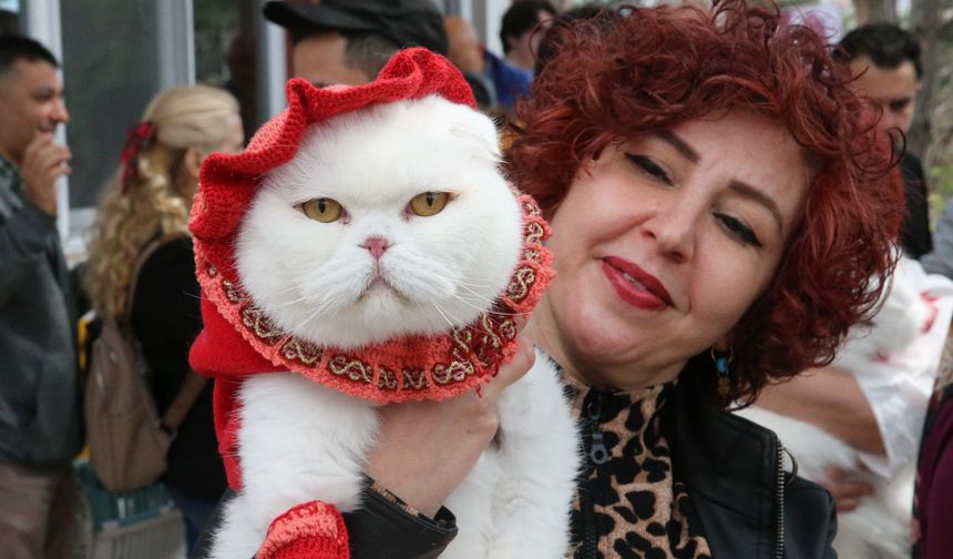 Tokat’ta Patili Güzellik Yarışı: Kediler Podyuma Çıktı