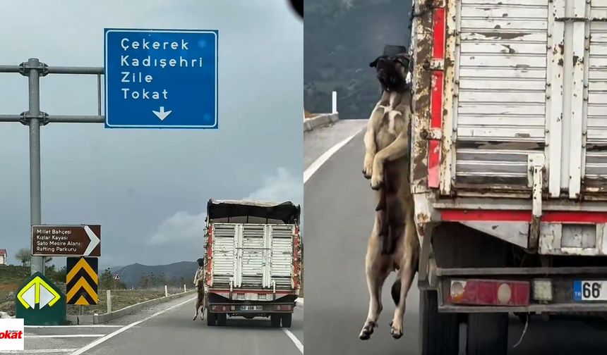 Yürek Sızlatan Görüntü: Kamyonet Kasasında Asılı Köpekle İlerledi
