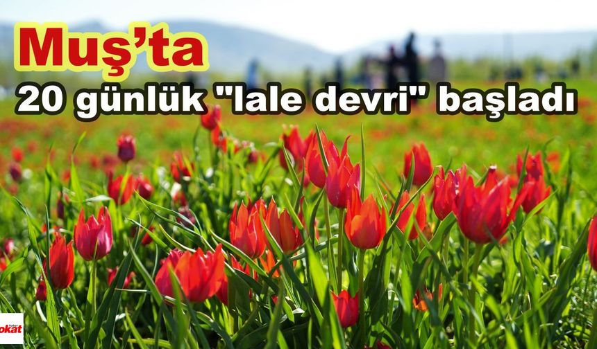 Muş'ta 20 günlük "lale devri" başladı