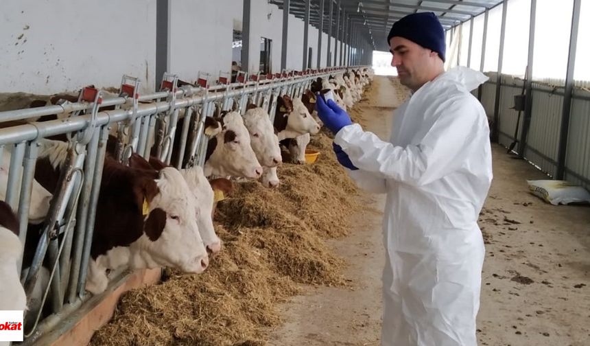Tokat’ta 253 Bin Büyükbaşa Şap Aşısı Yapıldı