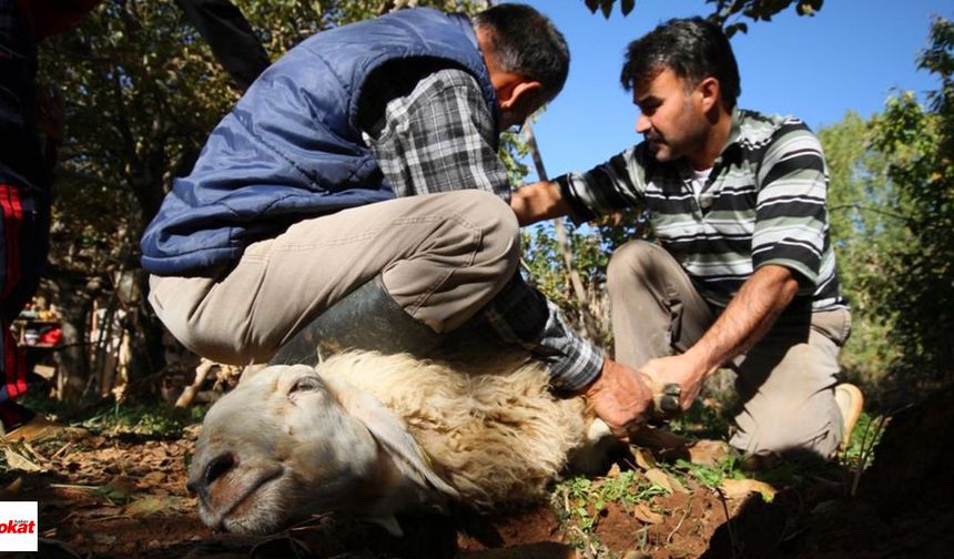 Tokat'ta Kurban Keseceklere Ceza Yağabilir: 668 Bin TL Kesinleşti!