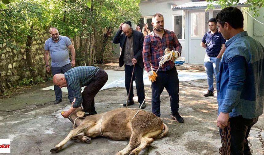 Psikologdan uyarı: 'Kurban kesimi çocuklara gösterilmemeli'