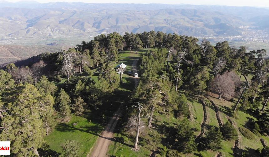 Kent Merkezine Bu Kadar Yakın Başka Yayla Var mı? Tokat’ın Zirvedeki Kaçış Noktası