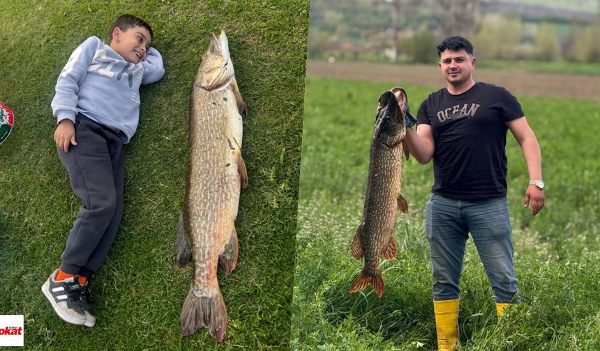 Tokatlı14 kiloluk turnayı bebek gibi kucağında salladı