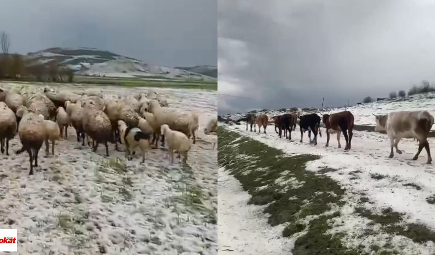 Tokat'ta Yaylada Dolu Yağışına Yakalandılar